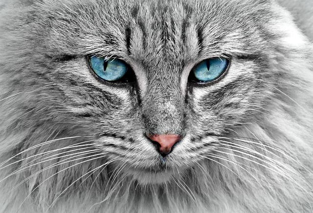 A cat eagerly eating Fancy Feast from a bowl