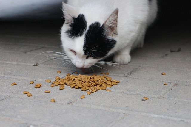 a cat eagerly eating Friskies wet food from a bowl