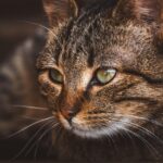cat eye close up