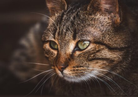 cat eye close up