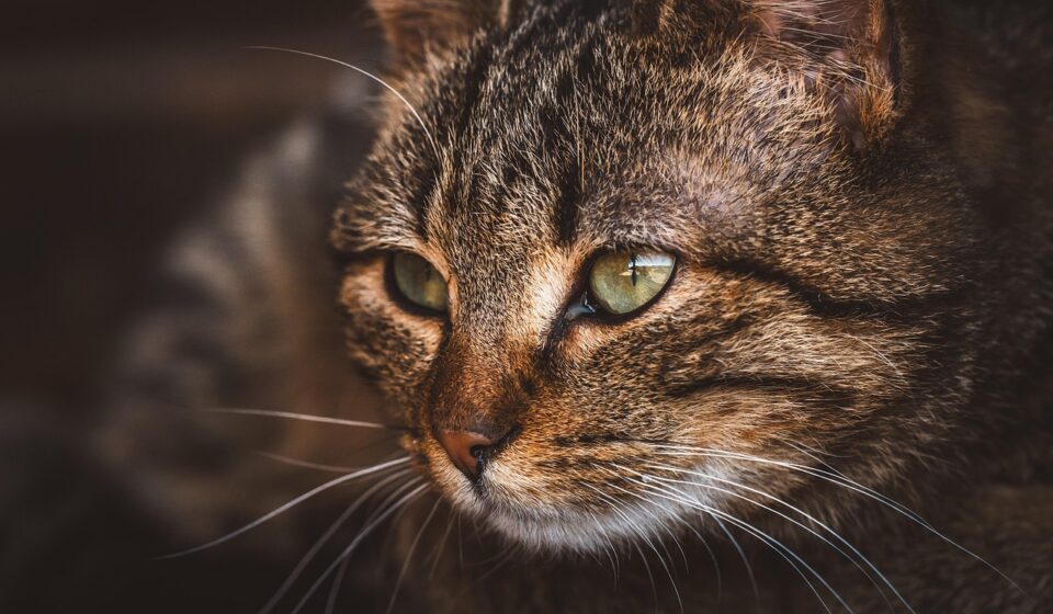 cat eye close up