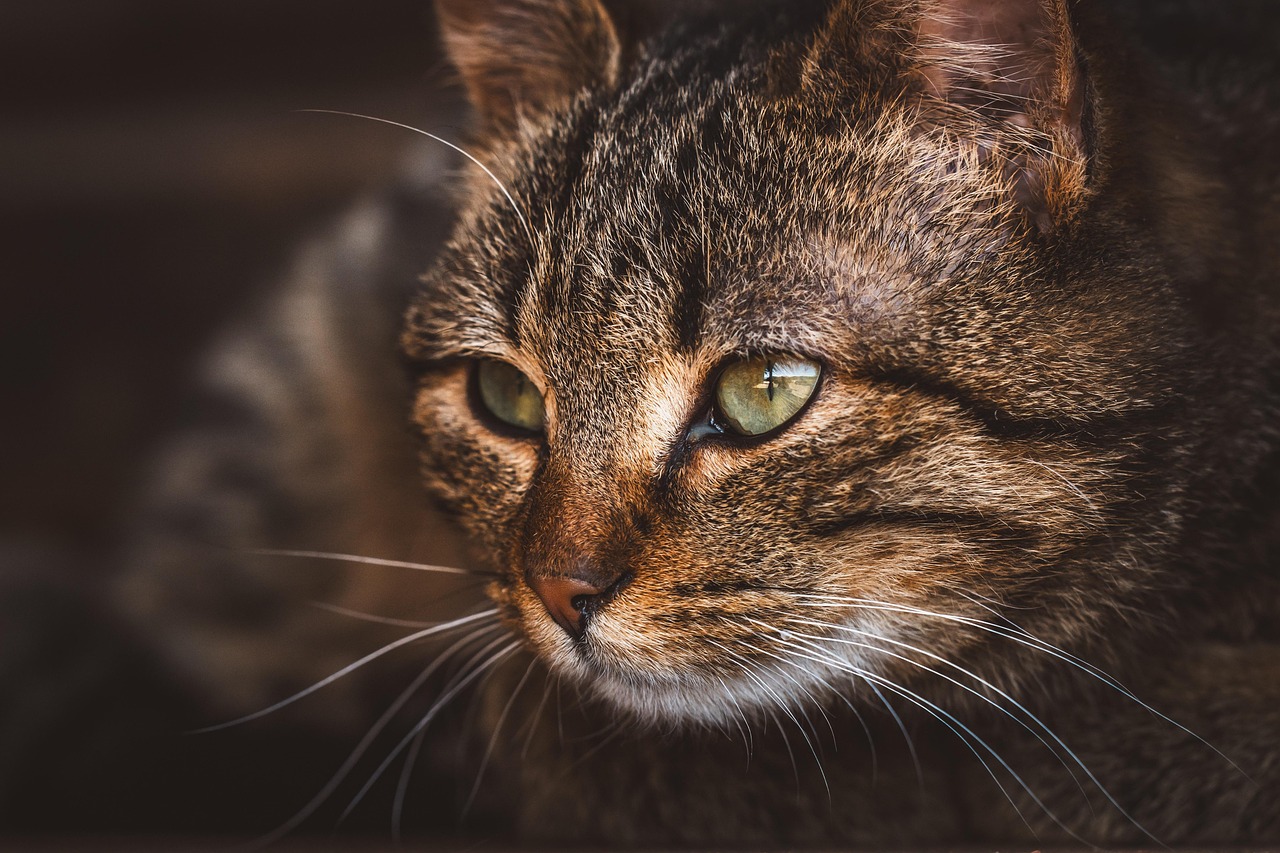 Do Cats Have Eyelashes in 2026? The Surprising Truth