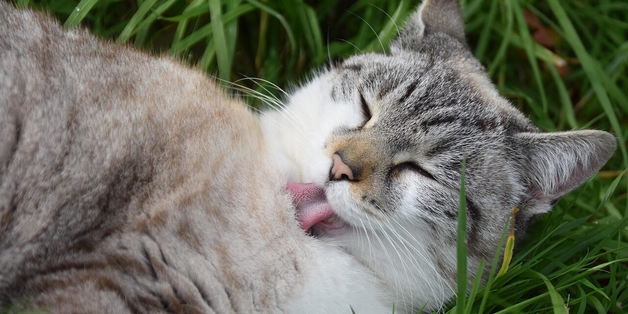 cat grooming and feeding