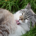 cat grooming and feeding