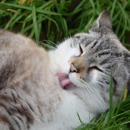 cat grooming and feeding