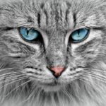 cat grooming kit