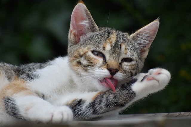 A cat licking its lips after eating Friskies Lil' Soups