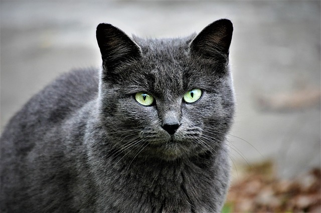 Cat looking anxiously out a window