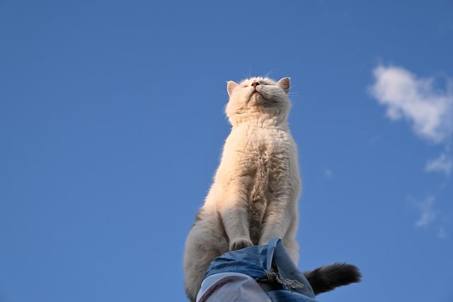 A cat looking confused at two different types of Fancy Feast cans