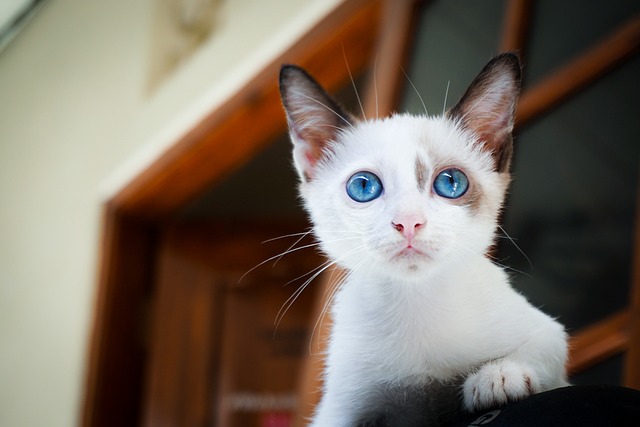 Cat looking uncomfortable after potentially eating something spicy