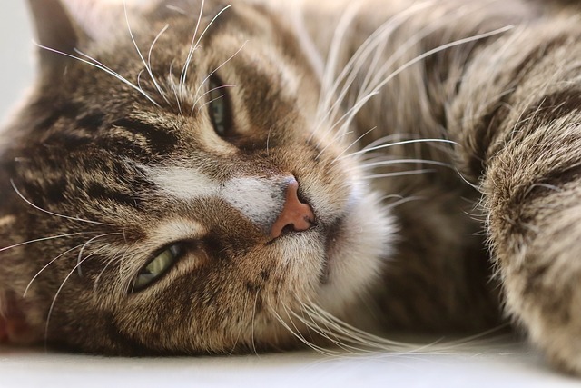Photo of a cat showing signs of eye irritation: squinting and minor discharge.