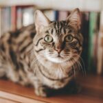 cat sitter at home