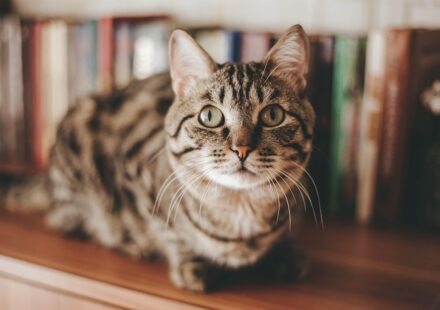 cat sitter at home