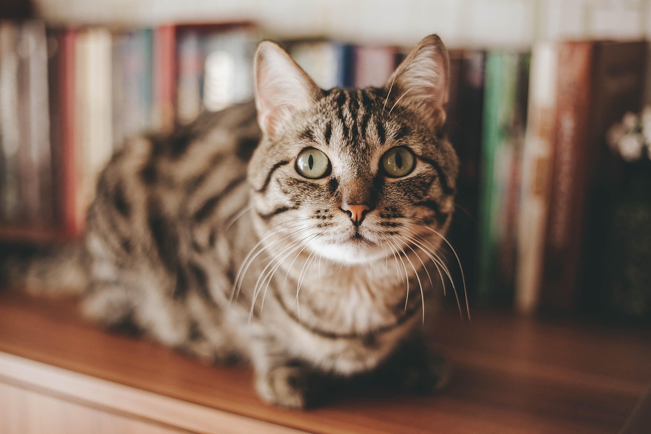 Cat Sitting 2026: What’s Really Best for Your Feline?