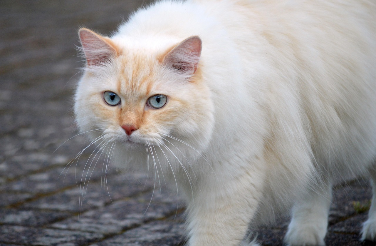 Cat Sitting 2026: The Real Costs, Risks, and Alternatives