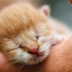 cat sleeping in a ball