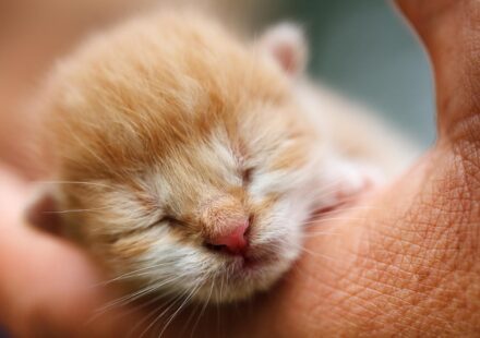 cat sleeping in a ball