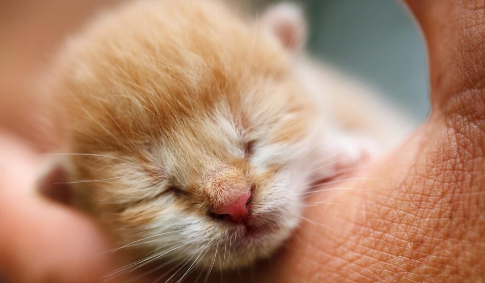 cat sleeping in a ball