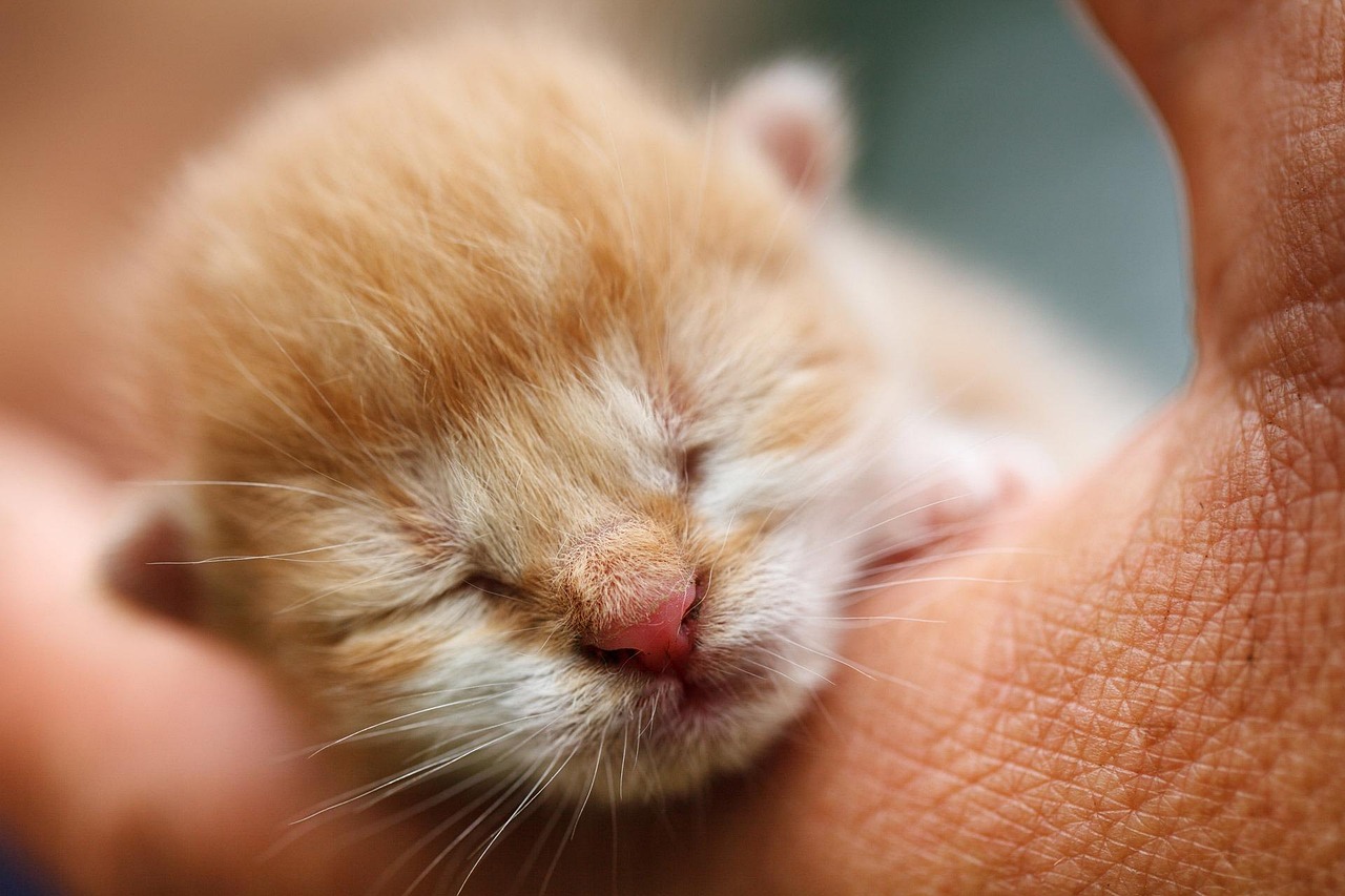 Cats in a Ball: Why They Do It & What It Means 2026