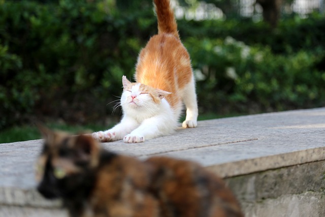 A cat stretching and scratching on a multi-level PetSmart cat tree