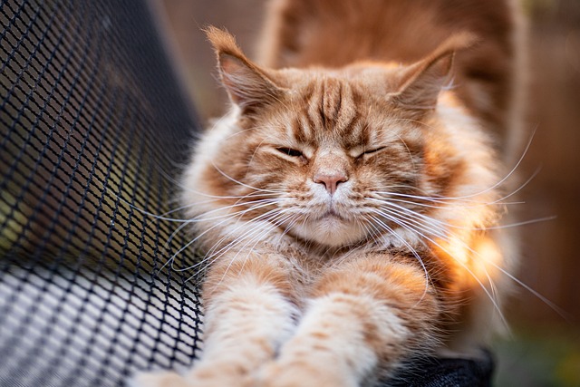 cat stretching on a multi-level cat tree (cat enrichment ideas for indoor cats)