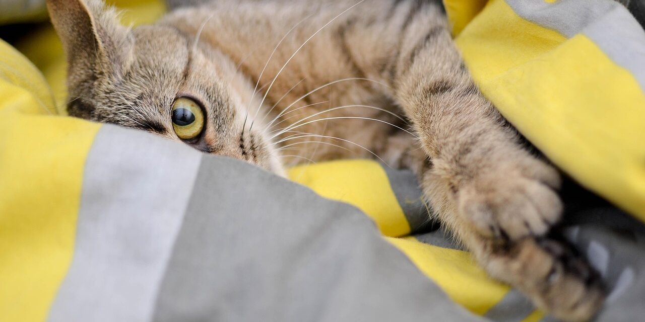 cat vomiting stomach