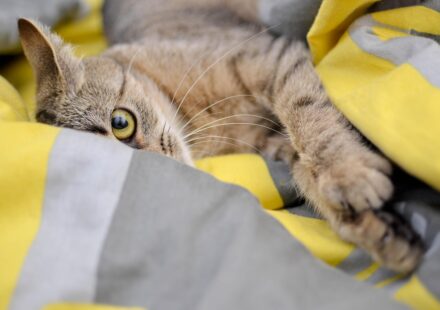 cat vomiting stomach
