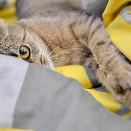 cat vomiting stomach