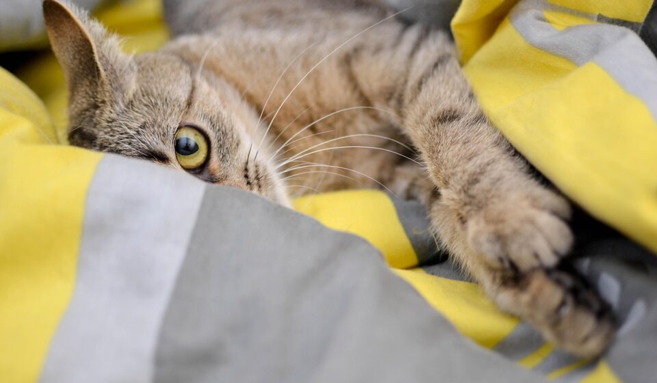 cat vomiting stomach