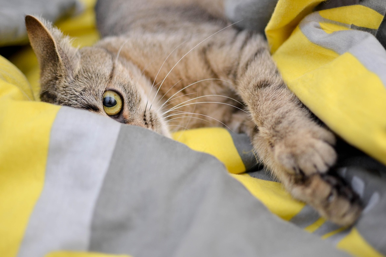 Why Is My Cat Vomiting? A Comprehensive Guide for Concerned
