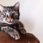 cat wearing nappy