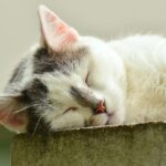 close up cat nose