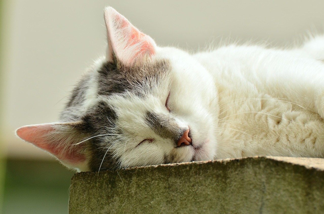The Cat Nose: A 2026 Guide to Understanding Your Feline’s