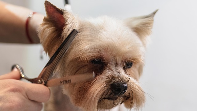 close up of dog grooming clipper motor and battery compartment