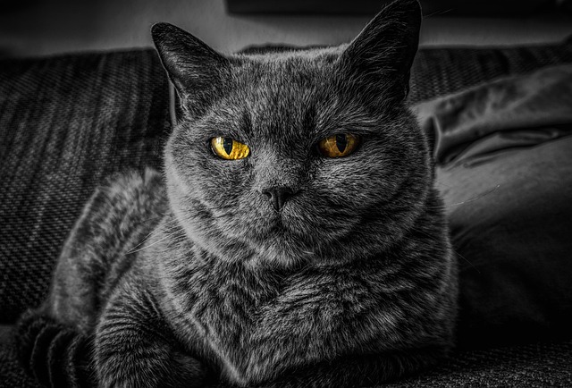 A close-up of a British Short hair kitten's face with large, expressive eyes. (british shorthair cat price)