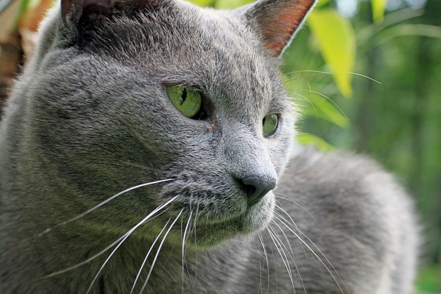 Close-up of a cat with large, watery eyes, appearing to cry, the common visual for the cat crying meme
