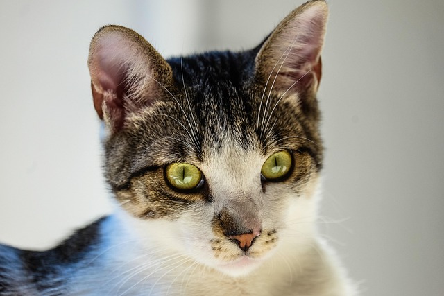 Close-up illustration of a cat's eye anatomy highlighting supraorbital vibrissae and the third eyelid. (do cats have eyelashes)