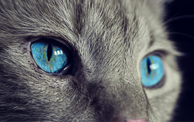 Close-up of a cat's face looking up expectantly at a pouch of Friskies Lil' Soups (friskies lil soups)