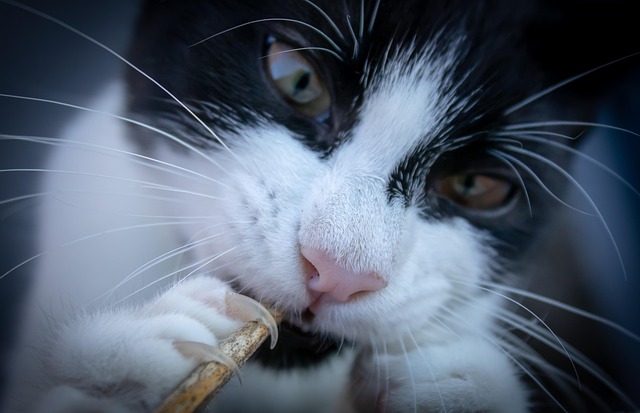 Close-up of a cat's paw reaching towards a piece of pizza, highlighting the temptation.