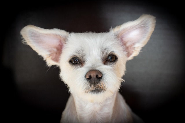 Close-up of a dog looking longingly at a soy sauce bottle, illustrating the temptation and danger of human food for pets.