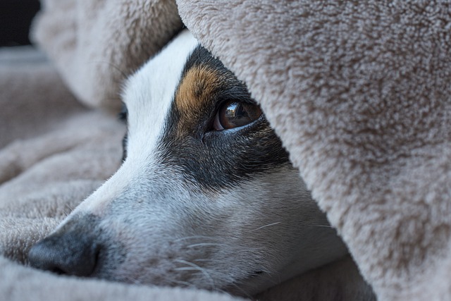 Close-up of a dog looking eagerly at a small cube of cantaloupe (can dogs have cantaloupe)