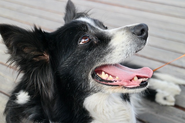 A close-up of a dog's happy face, panting slightly, after a fun activity.