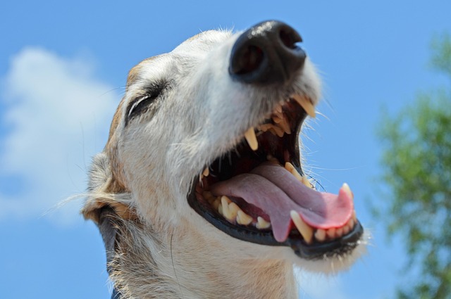 Close-up of a dog's teeth showing plaque and tartar buildup
