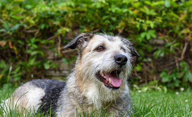 Close-up of a dog's teeth showing plaque buildup