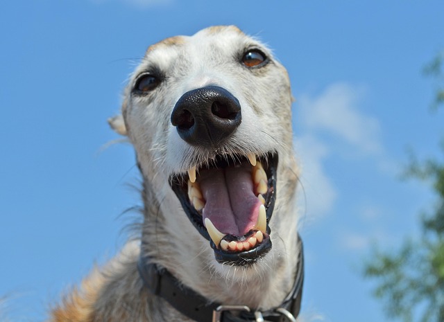 Close-up of a dog's teeth being brushed, emphasizing pet dental hygiene.