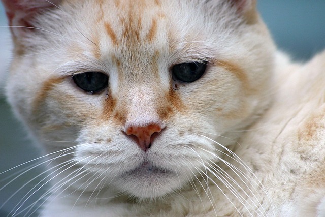Close-up of a senior cat's face showing wisdom