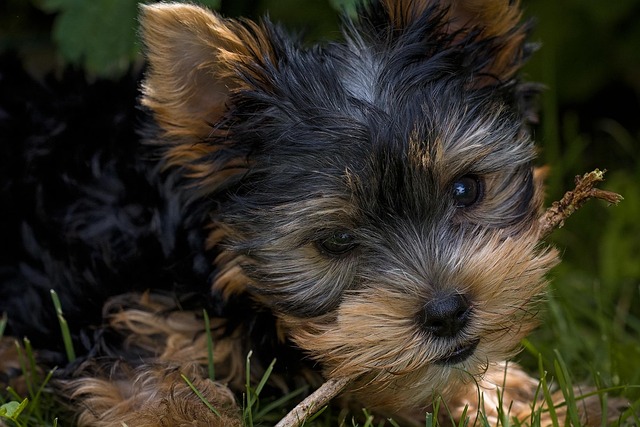 Close-up of a Yorkshire Terrier's fine, silky hair texture (yorkie haircuts)