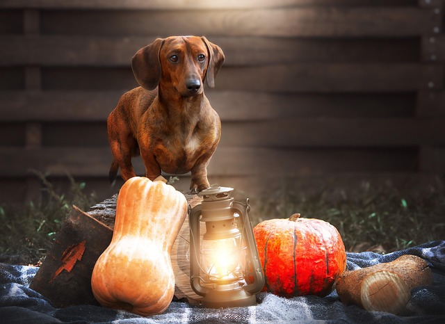 Collage of Dachshunds in various colors and patterns: red, black and tan, dapple, brindle