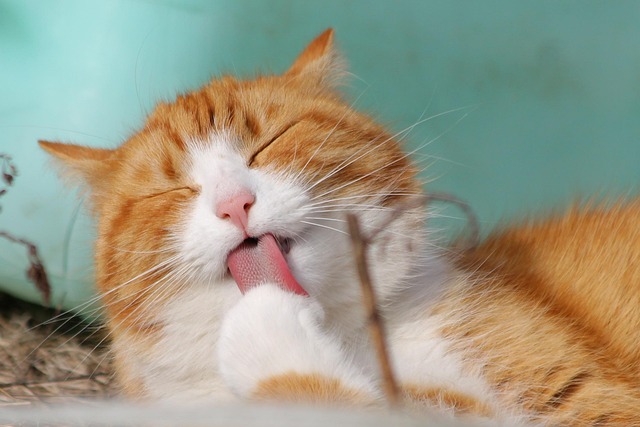 Collage of various cat crying meme formats, including captioned images and animated GIFs