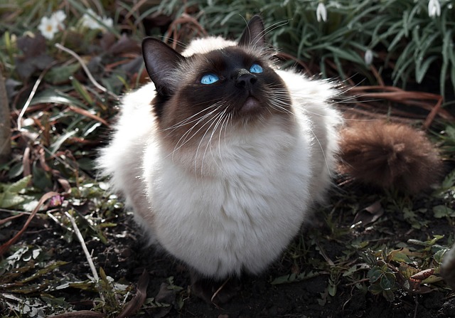 A comparison of Ragdoll kittens at different ages, showing the development of their colourpoint patterns.